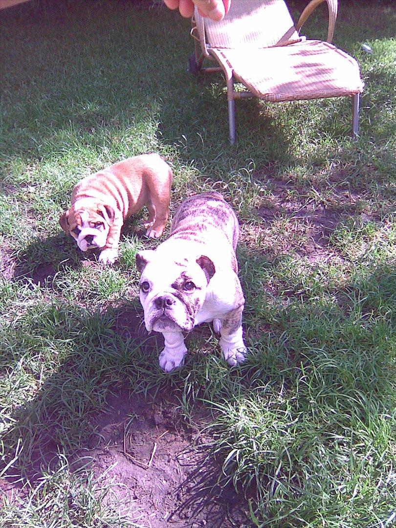 Engelsk bulldog Nifi billede 11