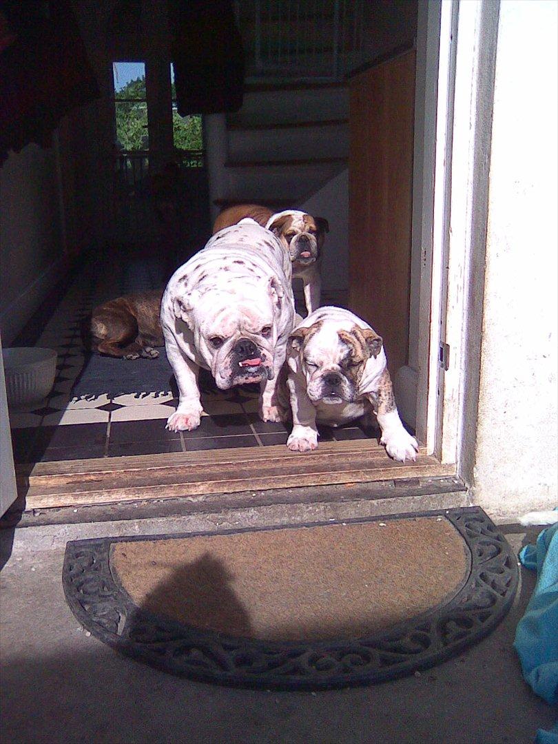 Engelsk bulldog Nifi billede 12