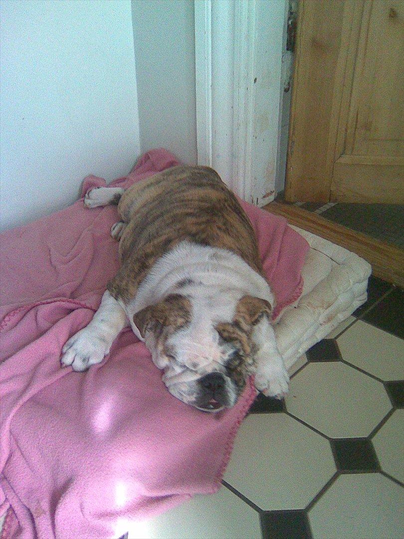 Engelsk bulldog Nifi billede 1