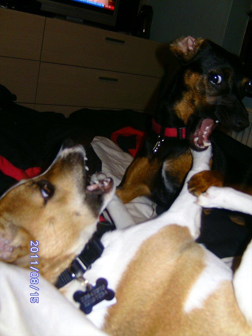 Dansk svensk gaardhund Bailey 'Tøzen :) billede 9