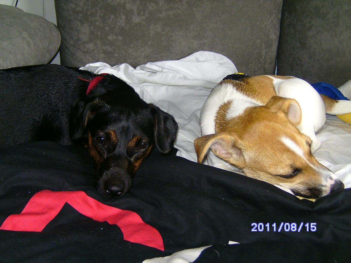 Dansk svensk gaardhund Bailey 'Tøzen :) billede 10