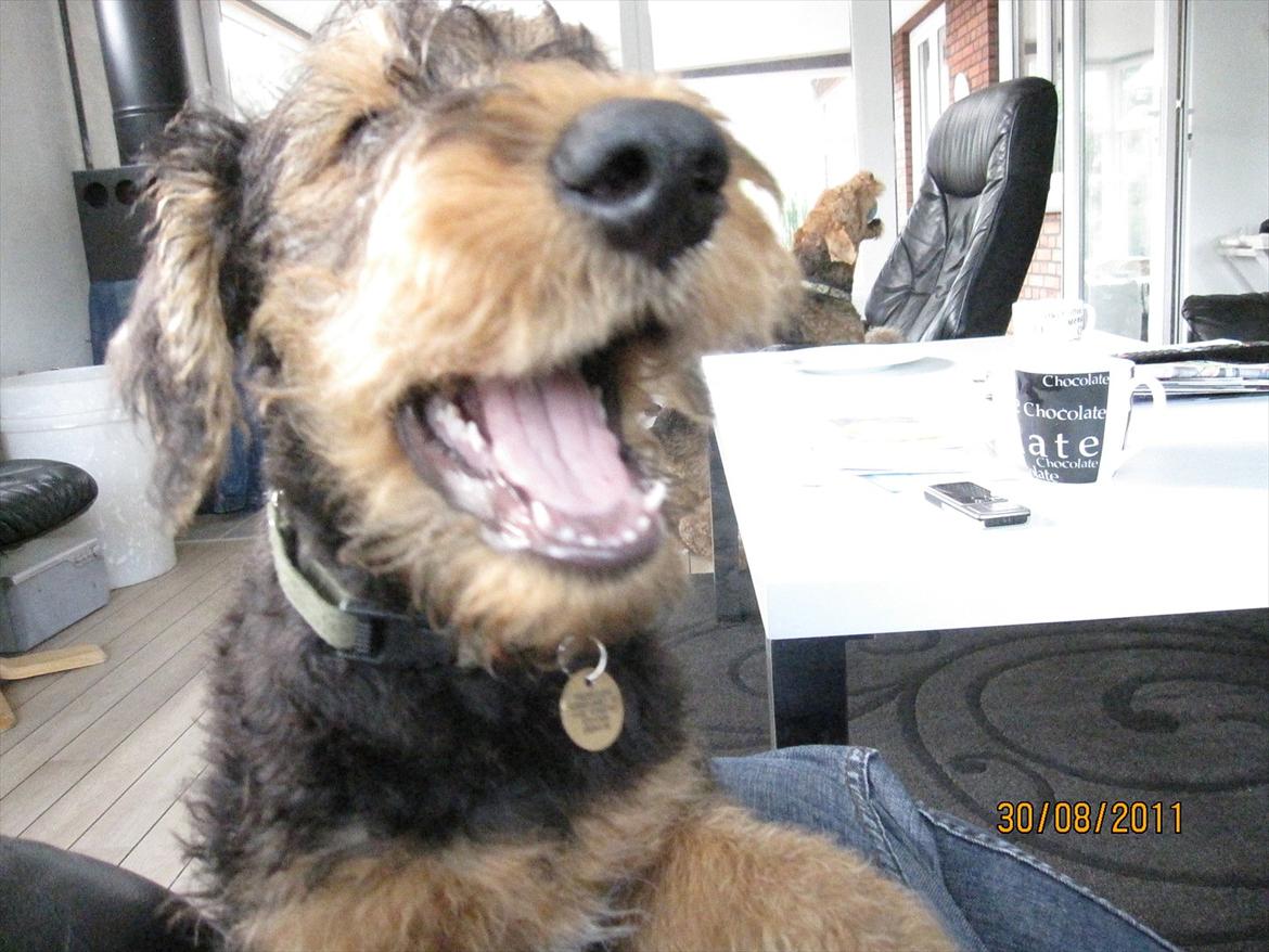 Airedale terrier Tessdale`s Magnificent prince (Ozzi) - Min frække Ozzi <3 billede 12