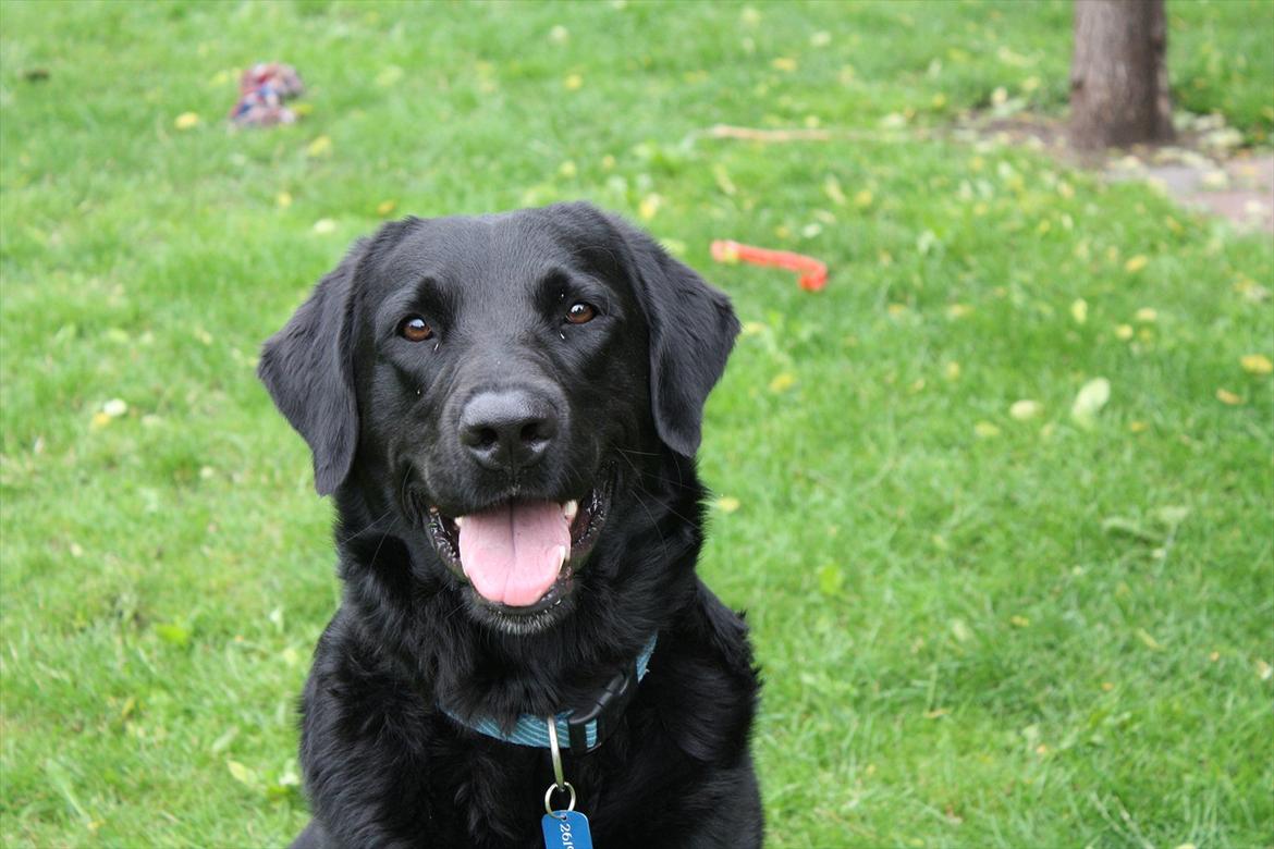 Blanding af racer >Vaks< min dreng<3 billede 12