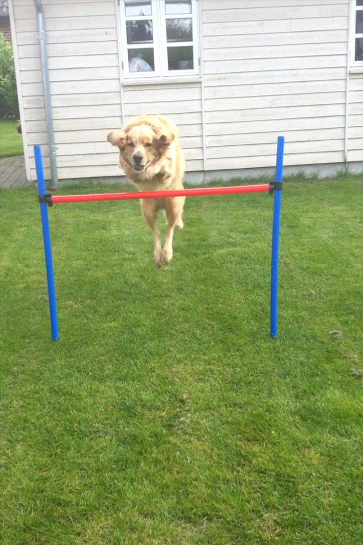 Golden retriever Luffe - "I believe I can fly.." billede 12