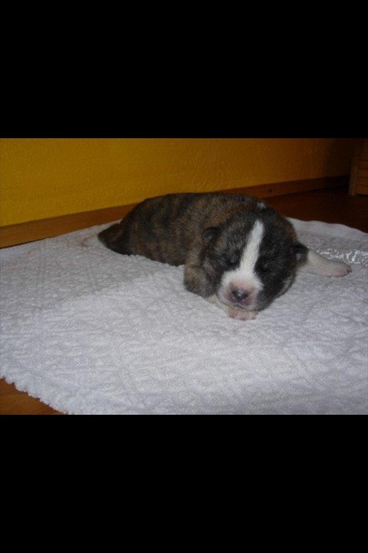 Akita inu Heza - trip billede 1