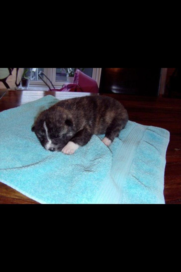 Akita inu Heza - trip billede 2