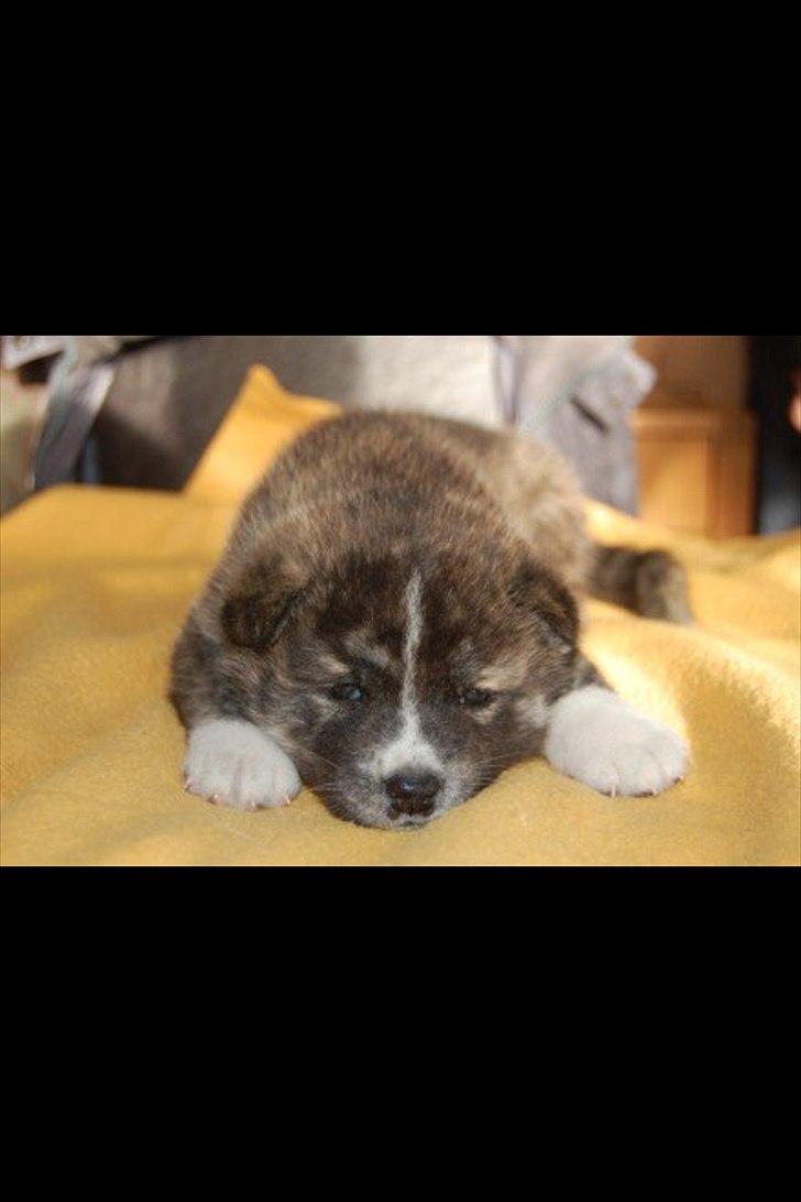 Akita inu Heza - trip billede 3