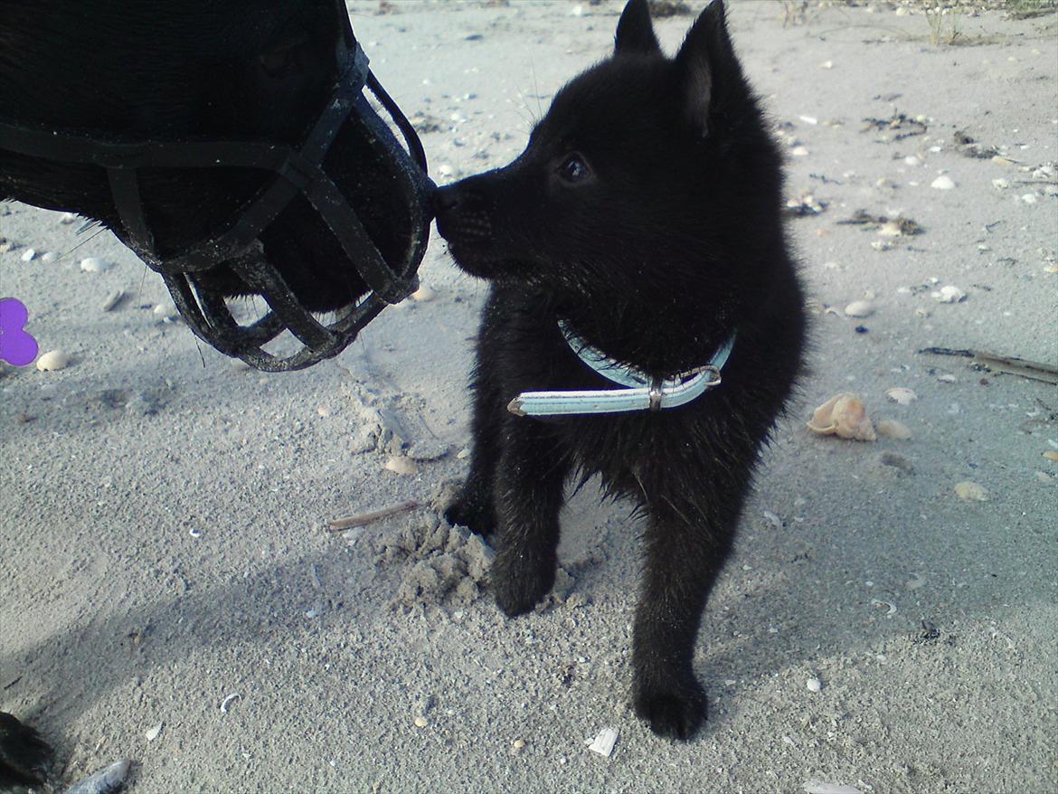 Schipperke Pri-wat Emil (Ludo) - Mischa og ludo <3 han kan altså ikke forstå hvorfor hun skal have den der på. Det jo slet ikke til at pysse hende når det der er på. men han pysser bare kurven istedet for <3 fordomme er en grim ting <3 husk på der er skønne hunde inden under kurven <3 billede 5