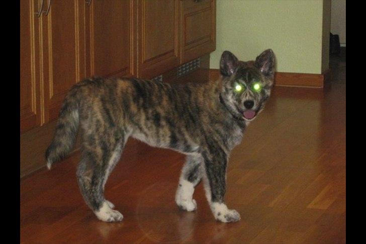 Akita inu Heza - trip billede 4