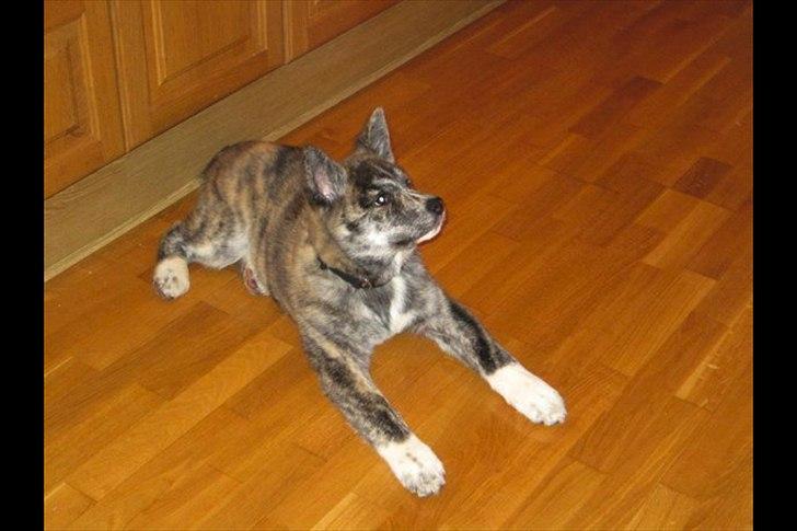 Akita inu Heza - trip billede 5