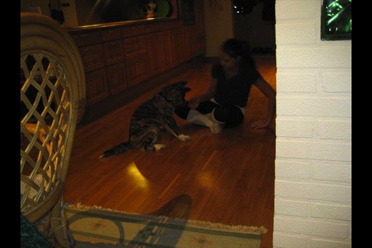 Akita inu Heza - trip billede 6