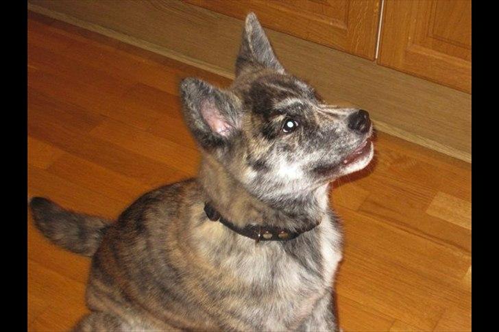 Akita inu Heza - trip billede 8