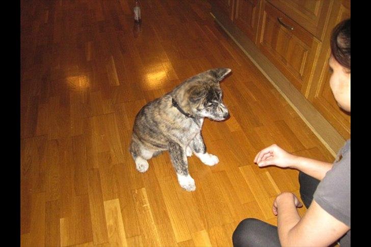 Akita inu Heza - trip billede 9