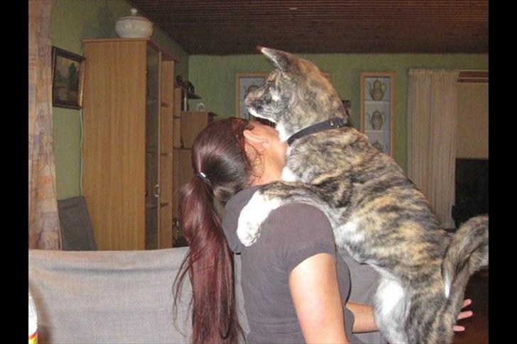 Akita inu Heza - trip billede 10