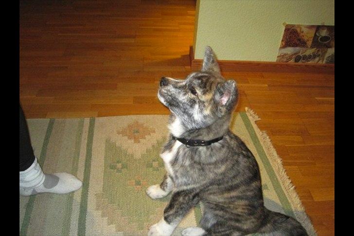 Akita inu Heza - trip billede 11