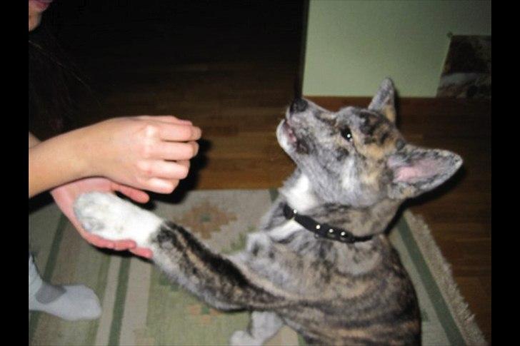 Akita inu Heza - trip billede 12