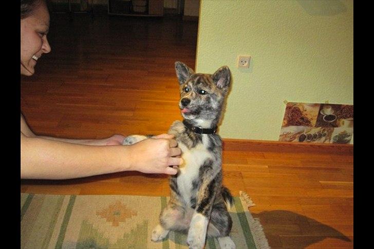 Akita inu Heza - trip billede 13