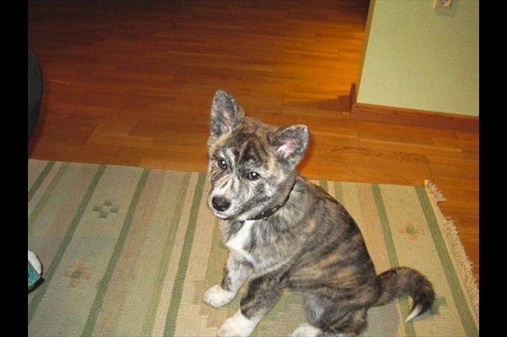 Akita inu Heza - trip billede 14