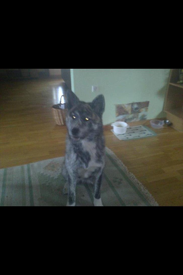 Akita inu Heza - trip billede 15