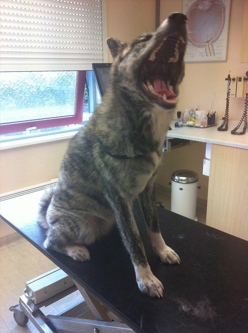 Akita inu Heza - trip billede 17