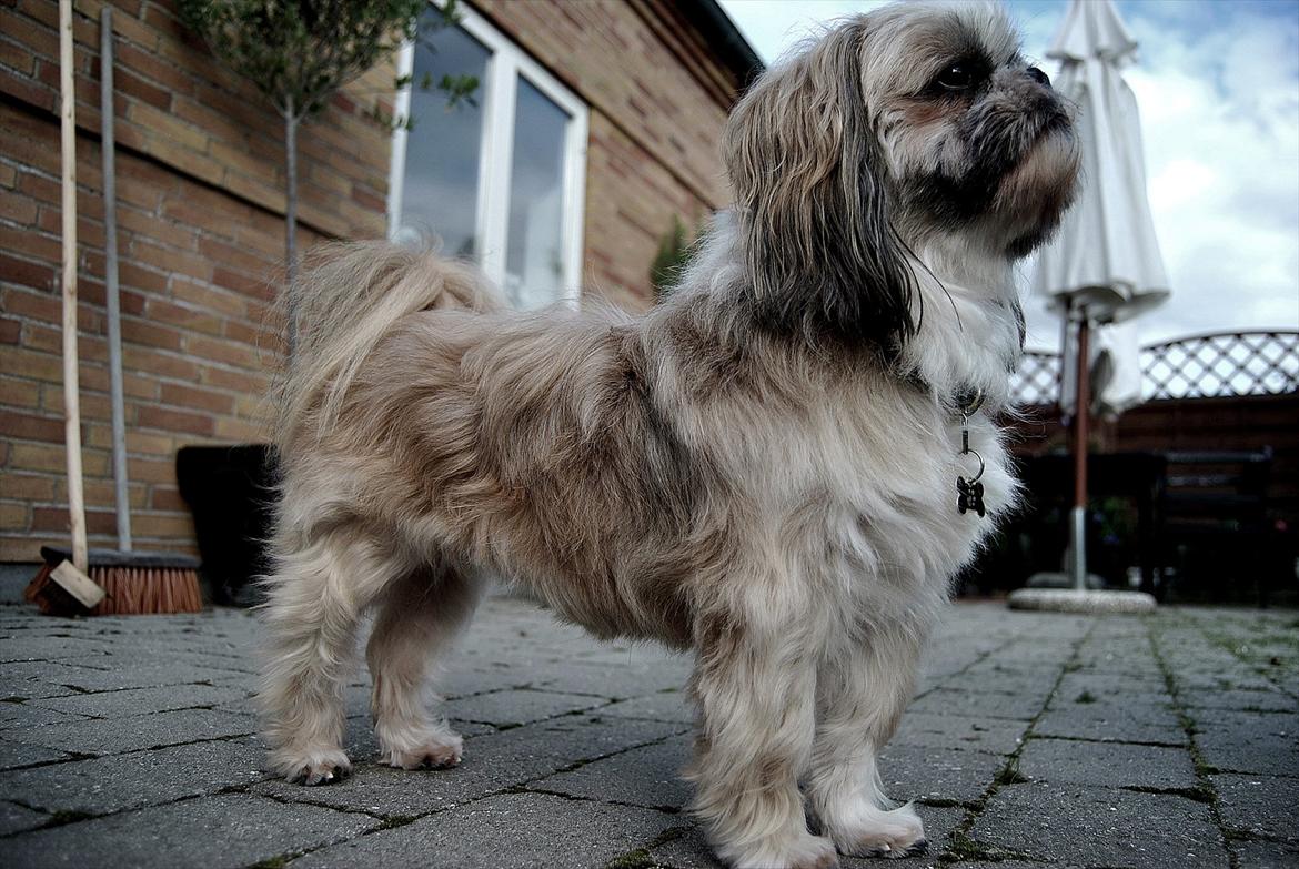 Shih tzu Taybes Laban billede 17