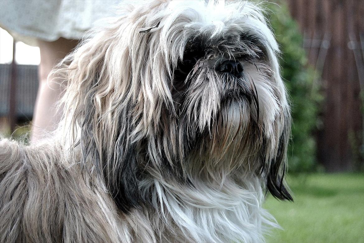 Shih tzu Taybes Laban billede 18