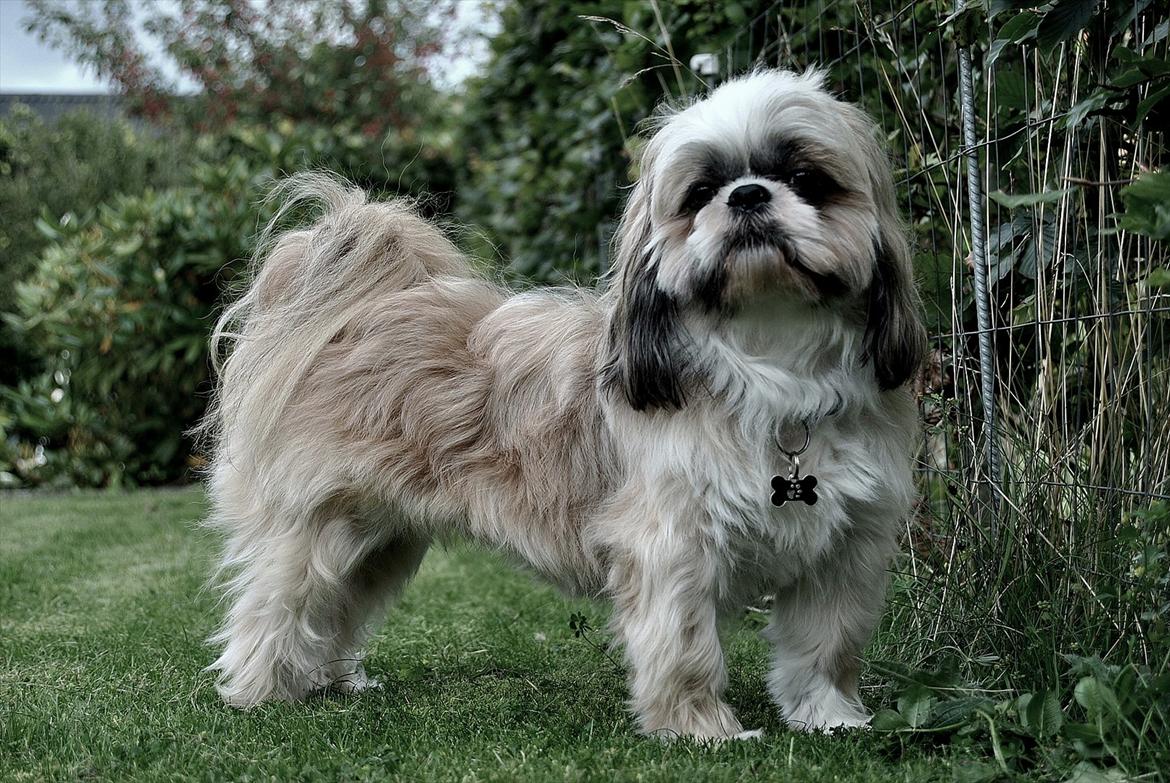 Shih tzu Taybes Laban billede 19