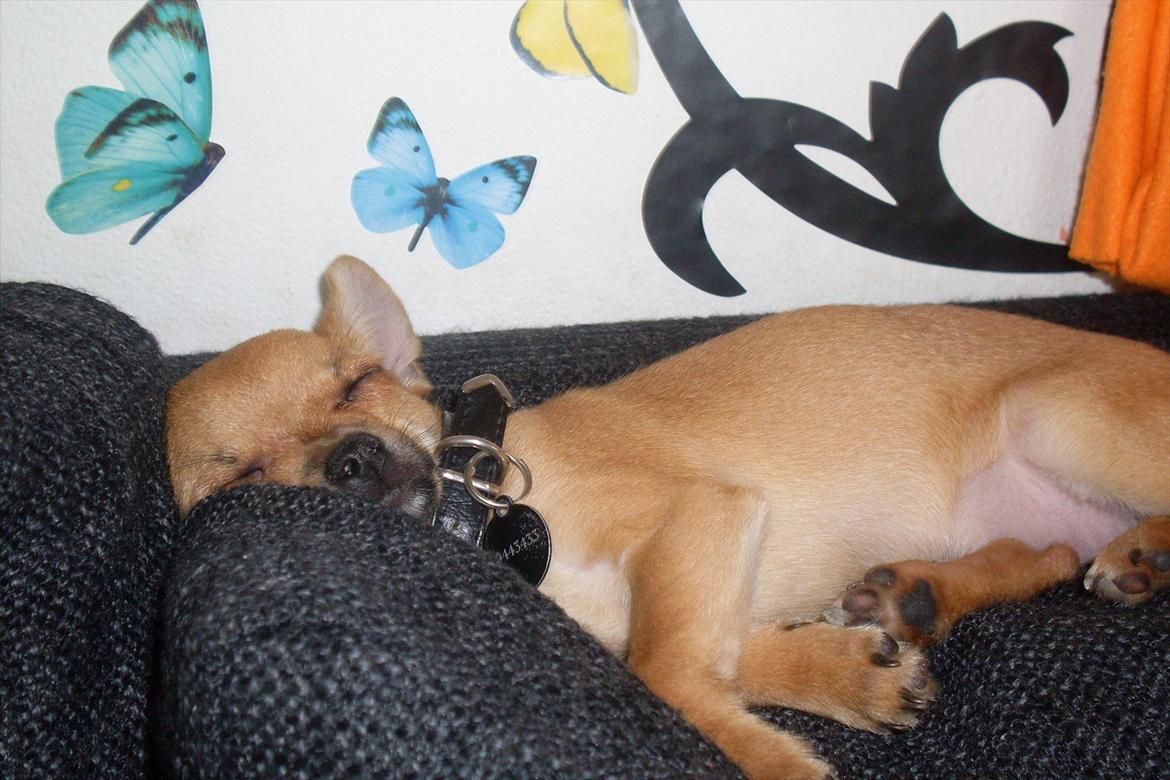 Chihuahua koda's KATA - det er hårdt at være på legebesøg hos diesel & duchess 2skønne chi'er... billede 11