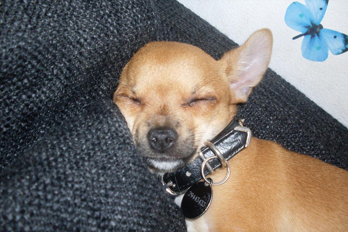 Chihuahua koda's KATA - jeg er helt kaputte;) billede 12