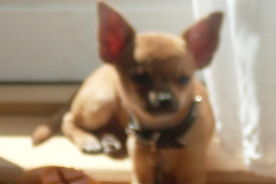 Chihuahua koda's KATA - ligger lige og nyder solen... billede 13