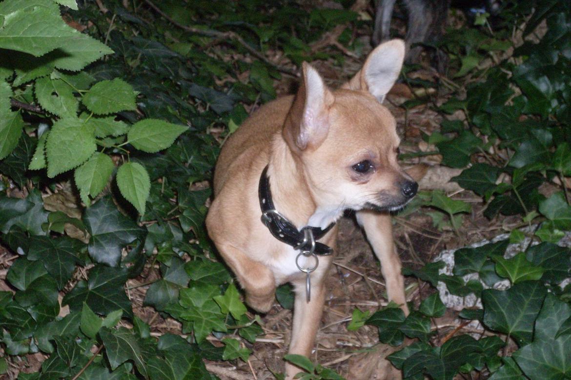 Chihuahua koda's KATA - smukke kata på jagt i haven... billede 14