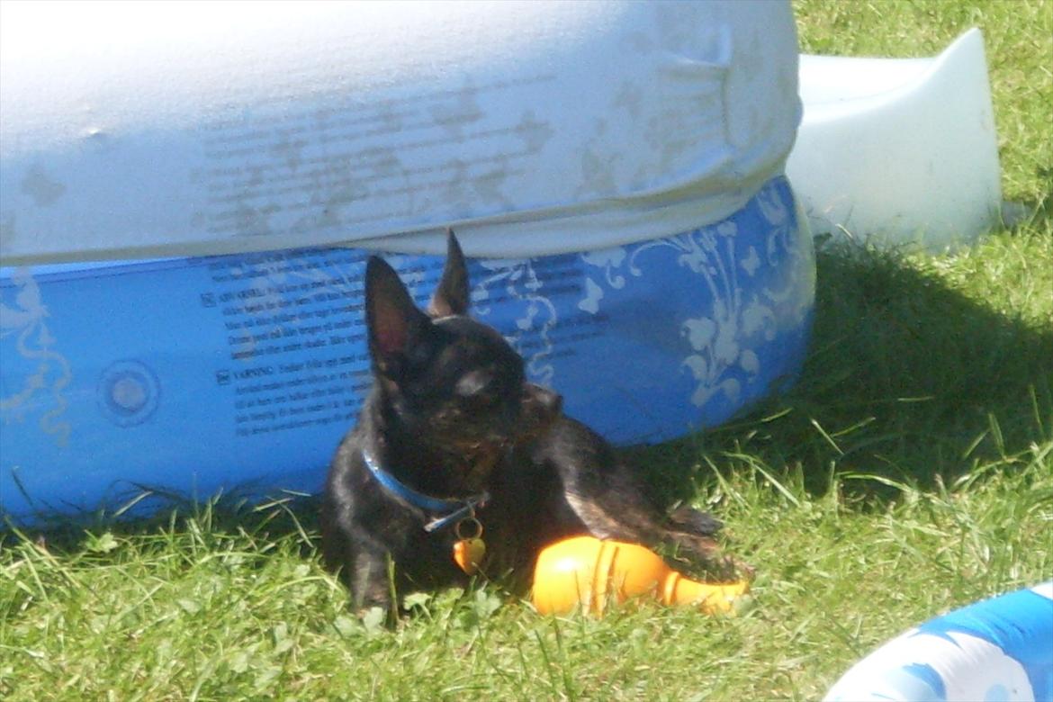 Chihuahua KODA - koda i solen... billede 16