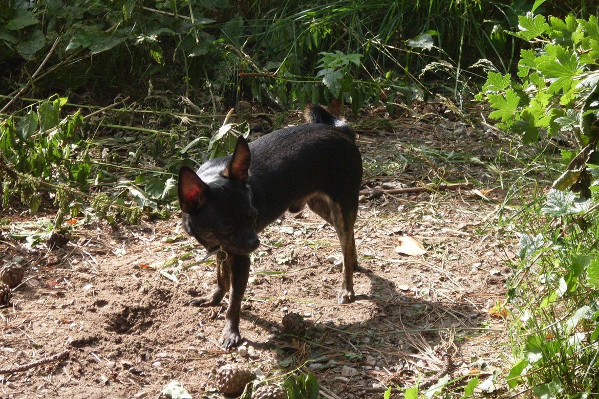 Chihuahua KODA - se mig moar... billede 7