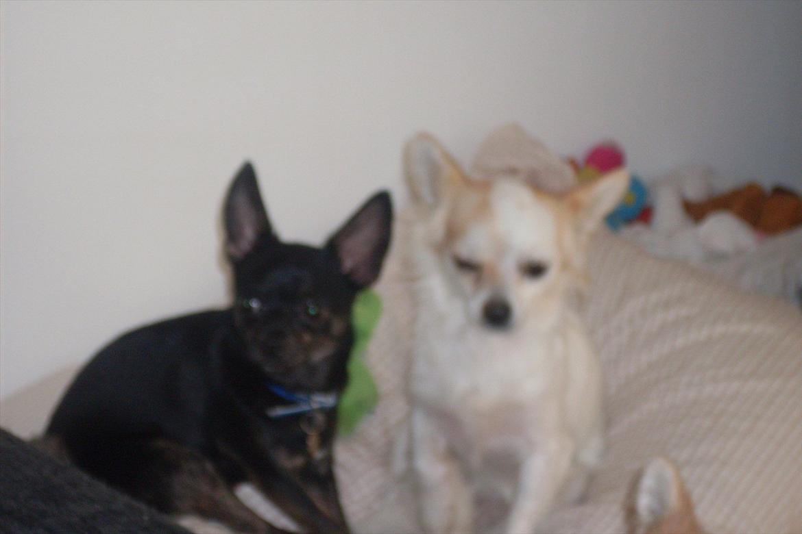 Chihuahua KODA - koda og hans veninde diesel. koda og damerne plejer vi at sige;) billede 17