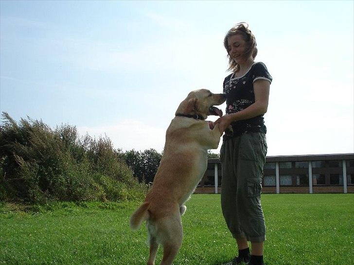 Blanding af racer Labrador retriever + Golden retriever Niels (BV) - Niels kan på komando hoppe op med begge poter også griber jeg dem :D billede 9