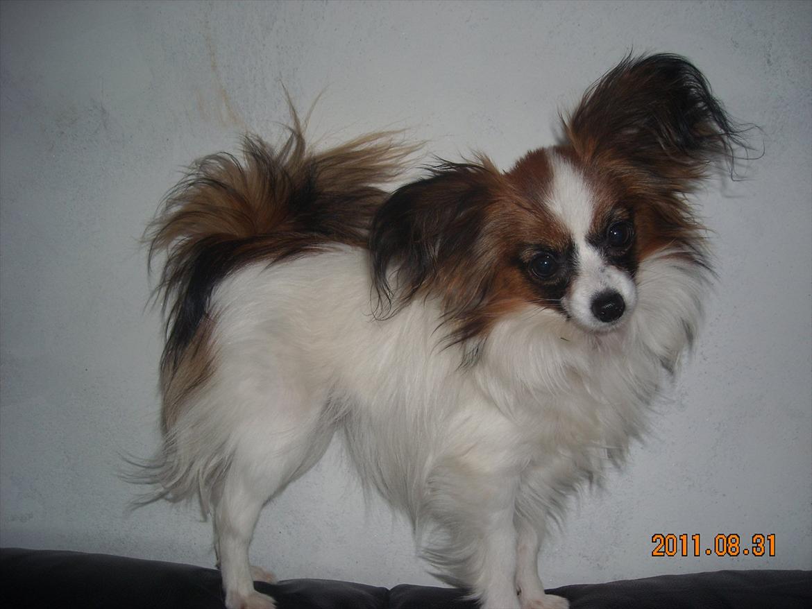Papillon Cheri meget lille pige - Lille smukke Cheri. 11 mdr og vejer nu 1587gr så hun er bette, men gude smuk og skøn. billede 13