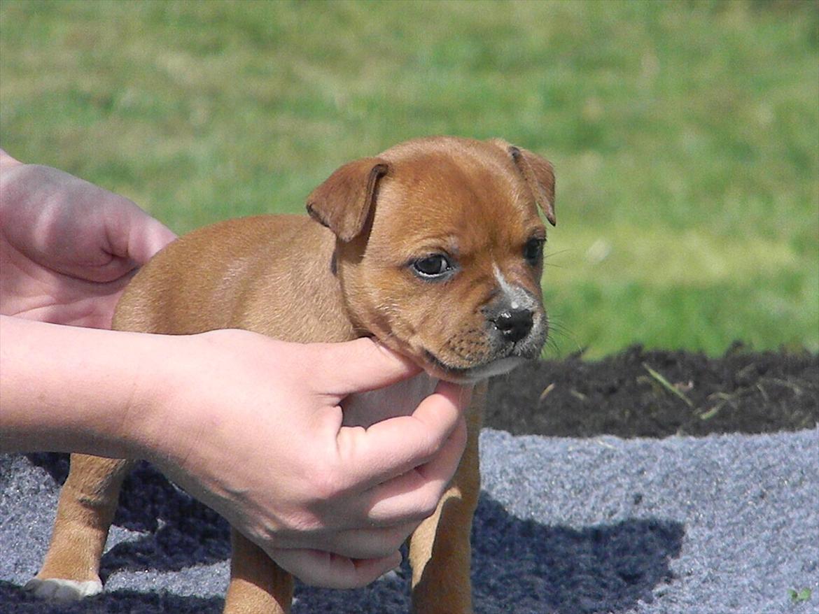 Staffordshire bull terrier Vingstaff's Angelic staff Chica billede 6