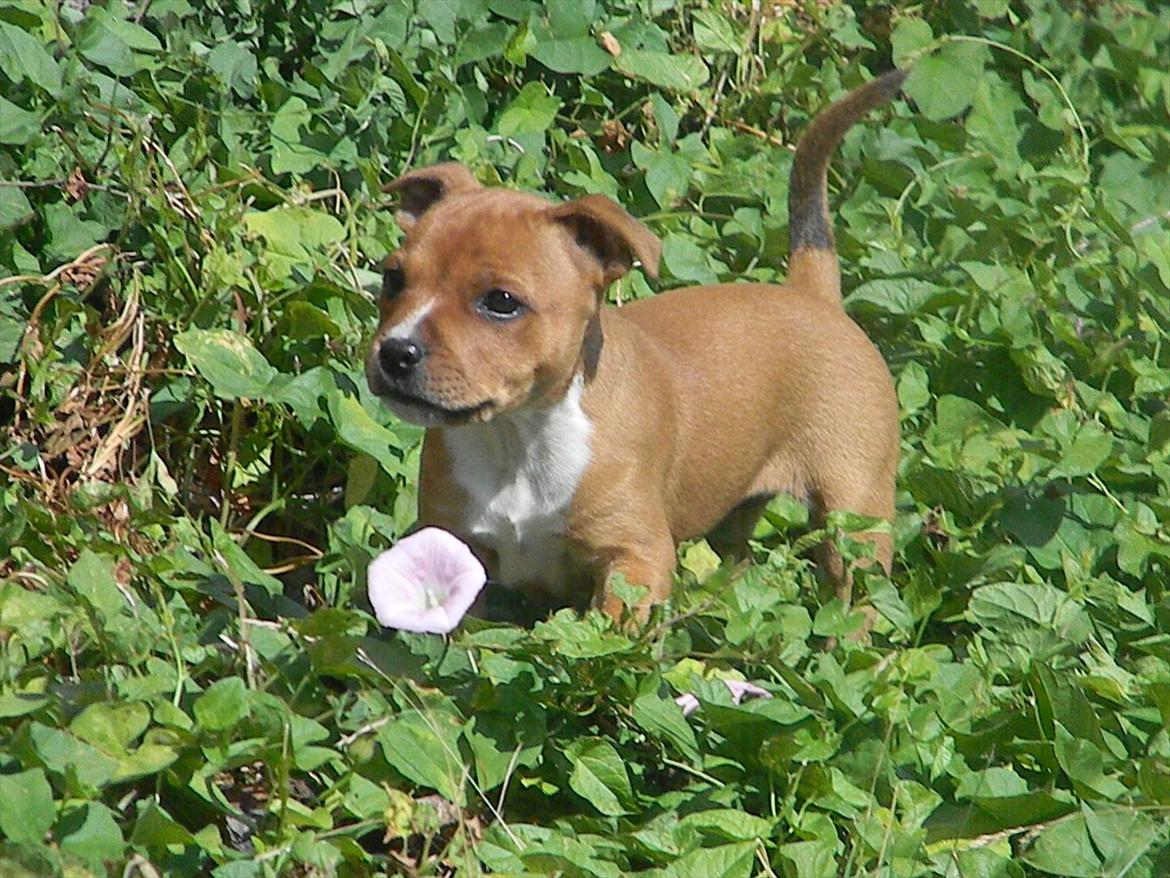 Staffordshire bull terrier Vingstaff's Angelic staff Chica billede 2