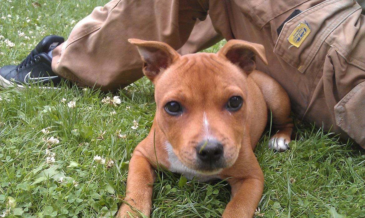 Staffordshire bull terrier Vingstaff's Angelic staff Chica billede 11