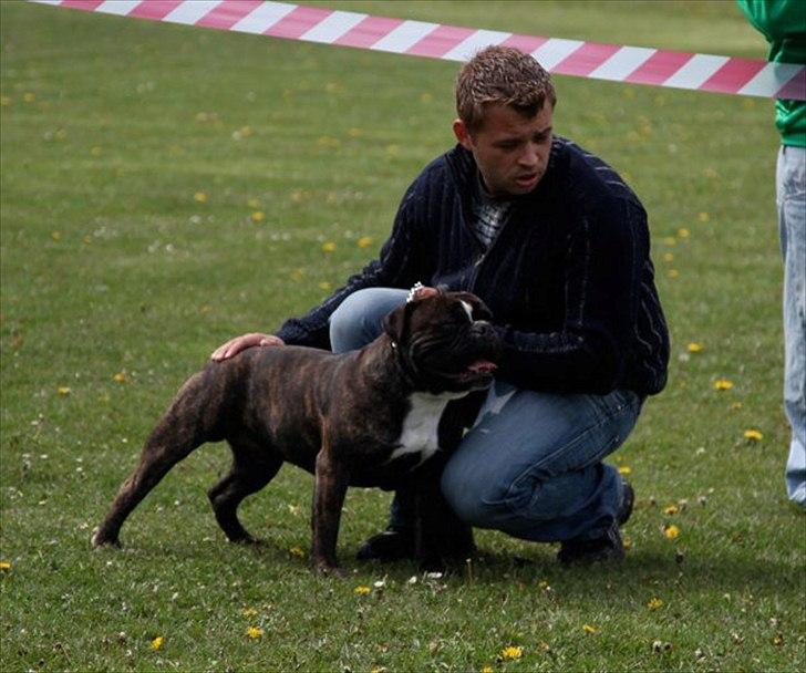 Olde english bulldogge Oliver billede 9
