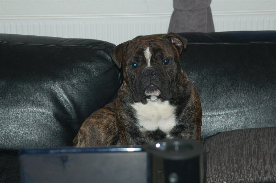 Olde english bulldogge Oliver billede 10