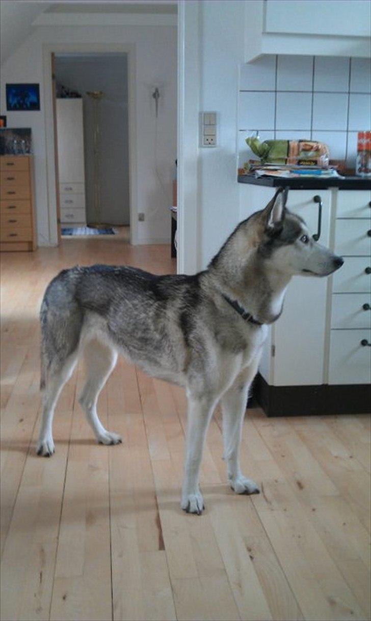 Siberian husky Apissorq Epiphany (Epi) billede 7