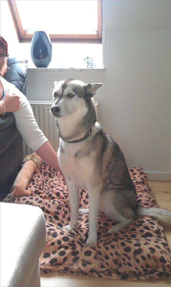 Siberian husky Apissorq Epiphany (Epi) billede 8