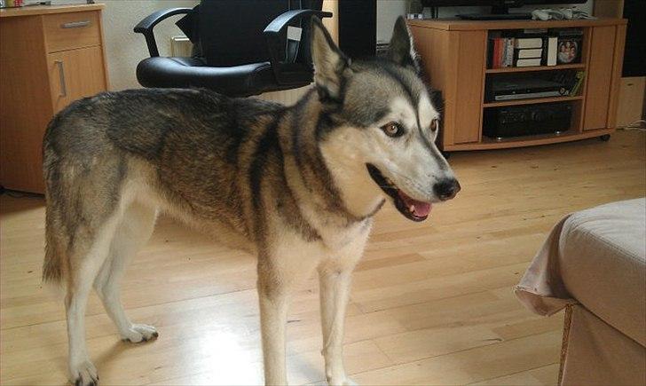 Siberian husky Apissorq Epiphany (Epi) billede 9