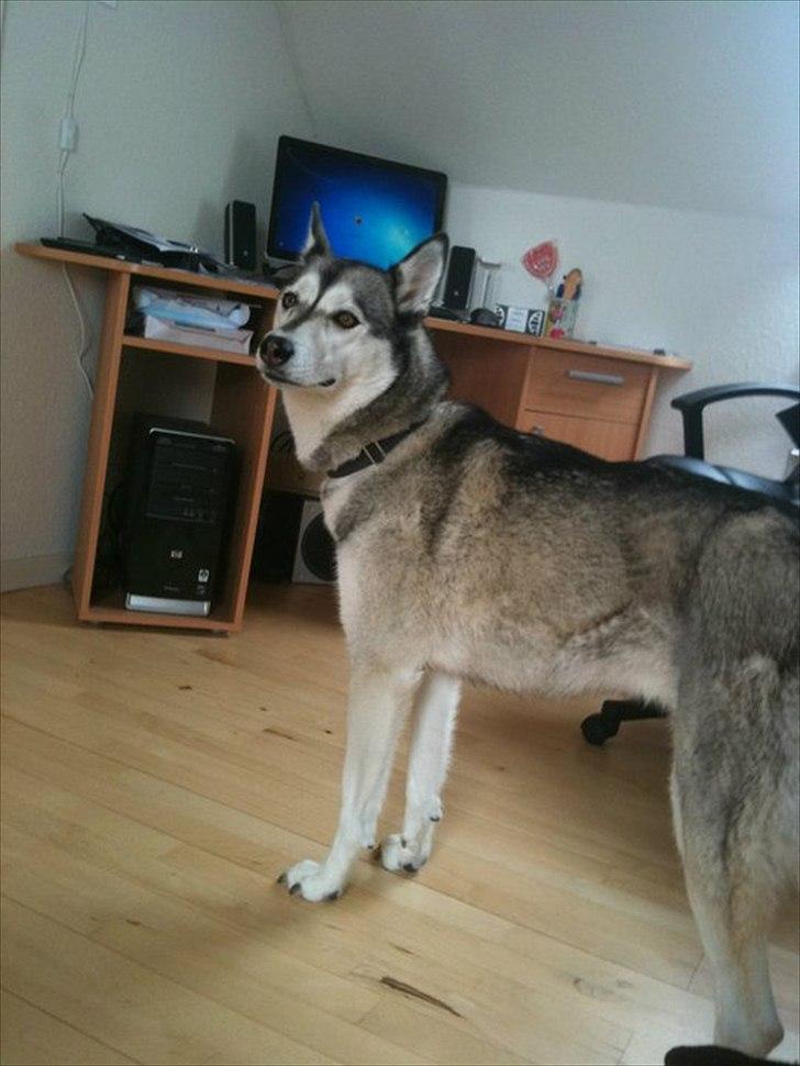 Siberian husky Apissorq Epiphany (Epi) billede 10