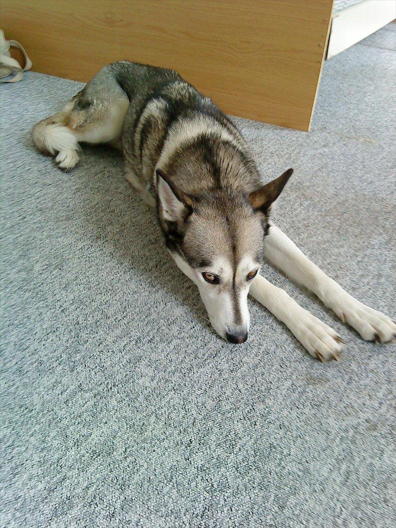 Siberian husky Apissorq Epiphany (Epi) billede 6