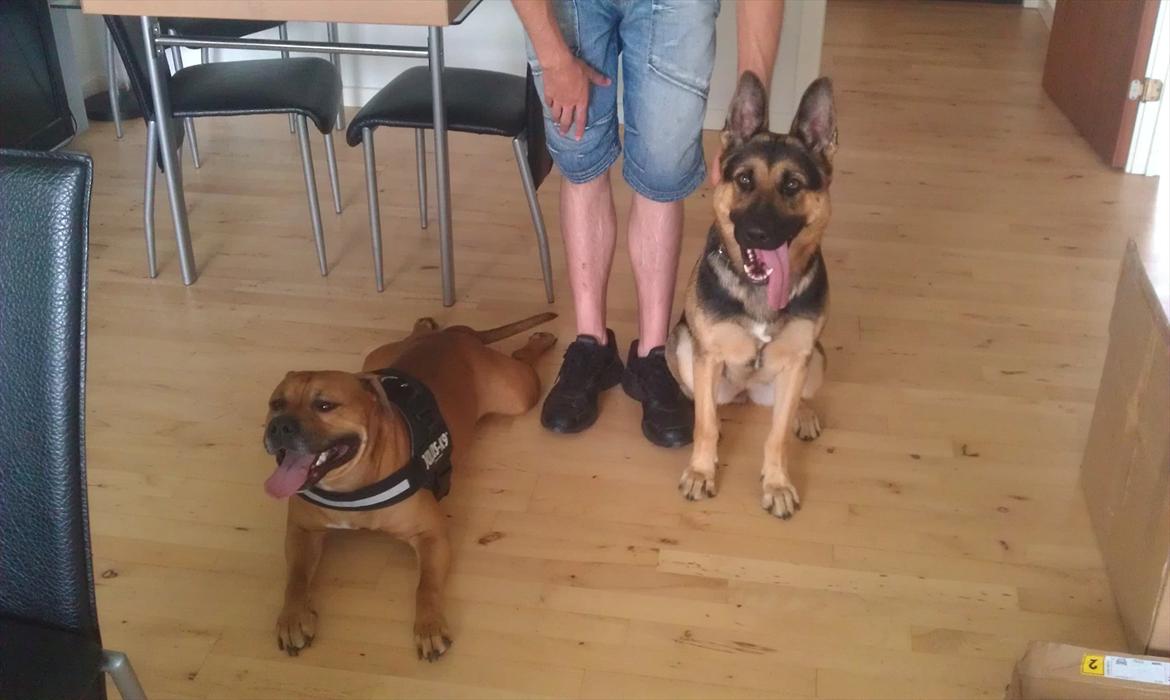 Blanding af racer Kalu - Kalu på besøg hos sin kæreste Nema billede 9