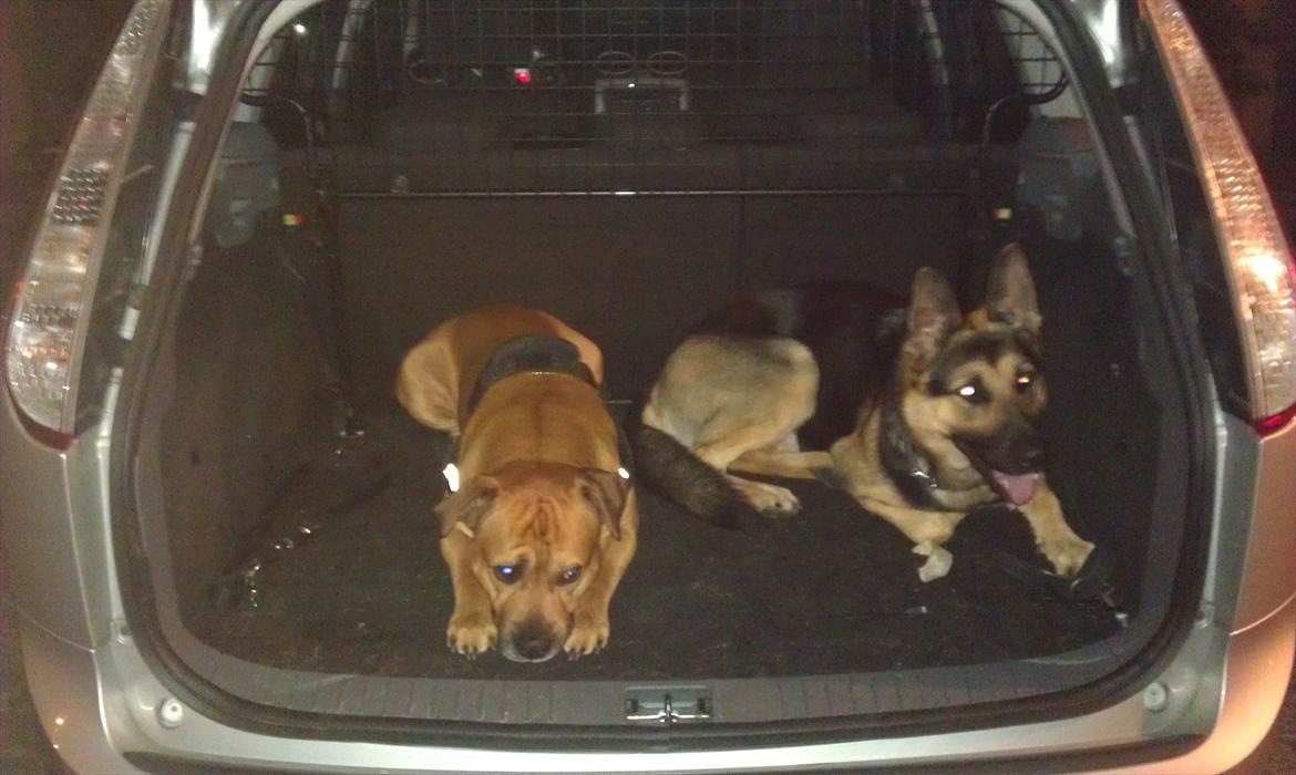 Blanding af racer Kalu - Kalu og Nema med far på arbejde billede 11