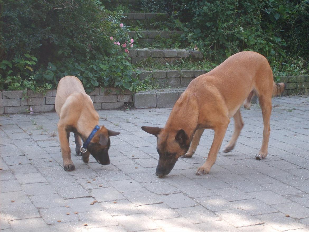 Malinois Malthe (Søholm's Funny Boy) - 04.08.2011 billede 8