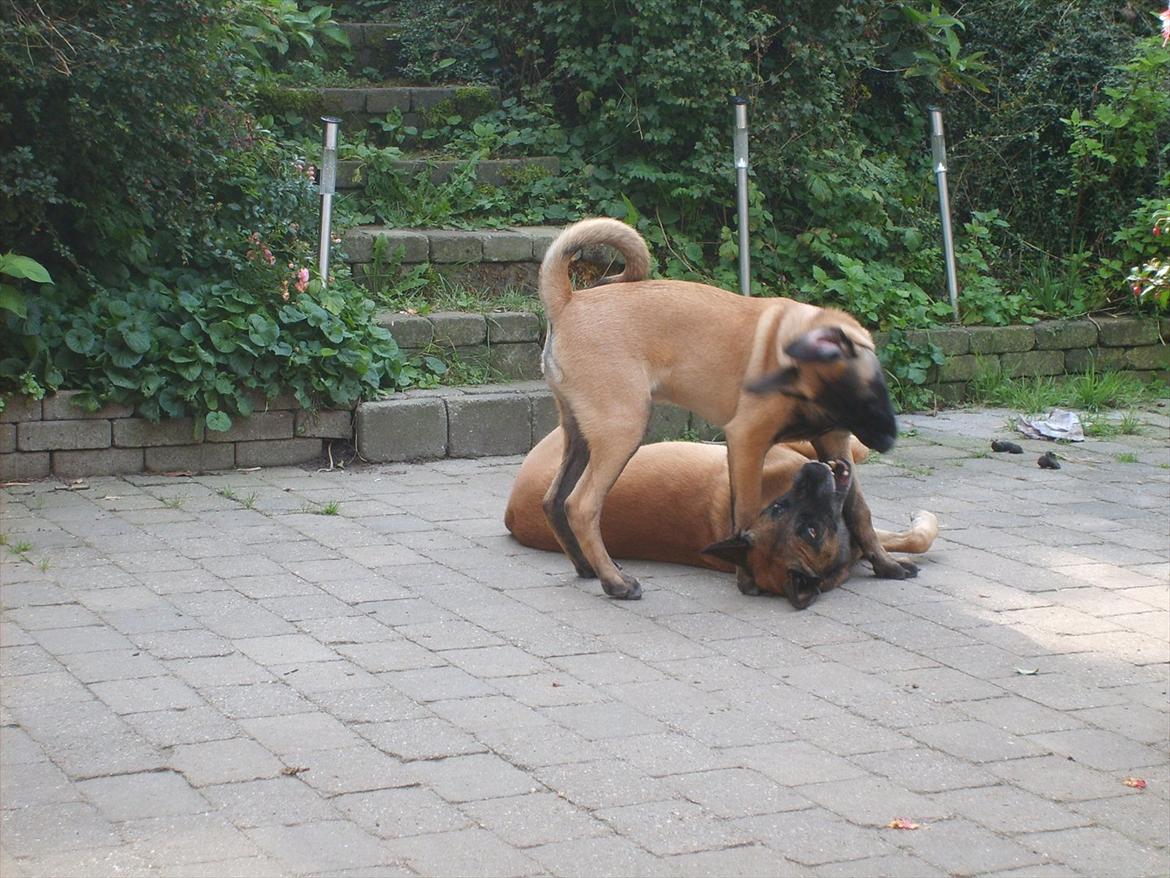 Malinois Malthe (Søholm's Funny Boy) - 03.09.2011 billede 7